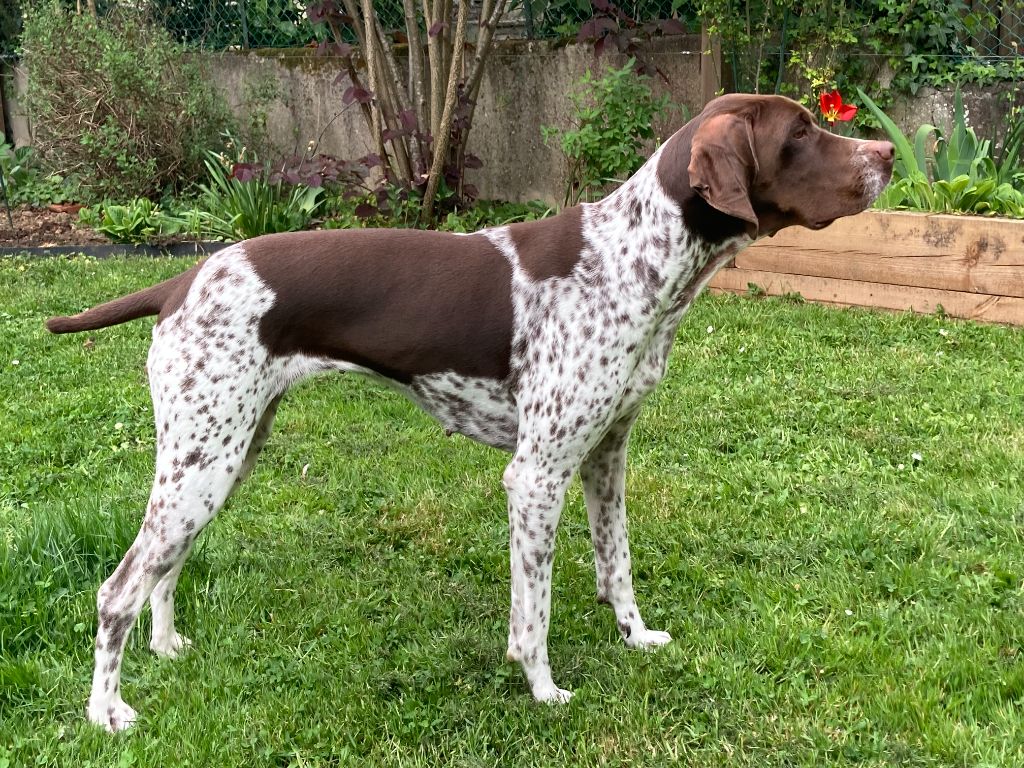 Samy'mg du Milobre de Bouisse