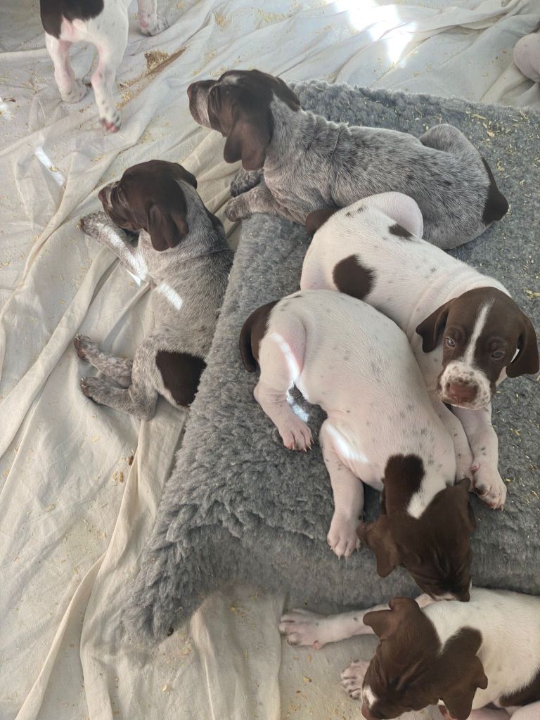 Chiot Braque français, type Gascogne (grande taille) Du Val De L'Ursine